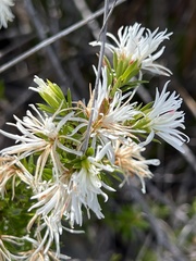 Pseudanthus pimeleoides