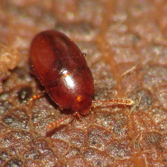 Catopocerinae