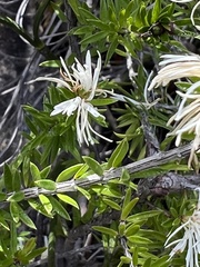 Pseudanthus pimeleoides