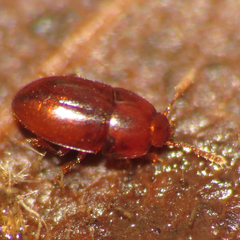 Catopocerinae