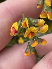 Sphaerolobium vimineum