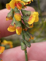 Sphaerolobium vimineum