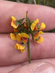 Sphaerolobium vimineum