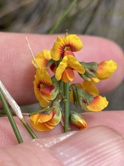 Sphaerolobium vimineum