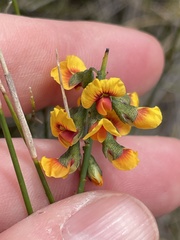 Sphaerolobium vimineum