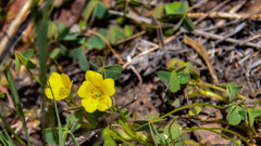 Oxalis albicans