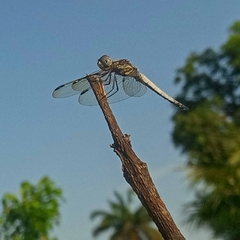Palpopleura deceptor