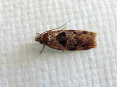 Barea melanodelta