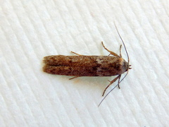 Blastobasis tanyptera