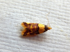 Callithauma callianthes