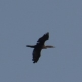 Phalacrocorax