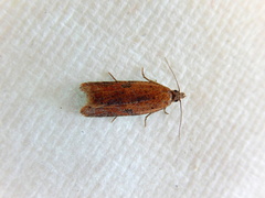 Constrictana constrictana