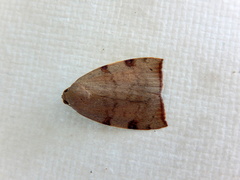 Detounda leptoplasta