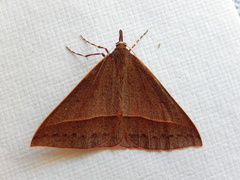 Epidesmia chilonaria