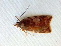 Garrha atoecha