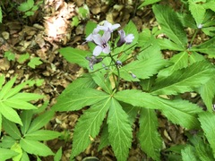 Cardamine pentaphyllos