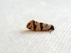 Lepidoscia stenomochla