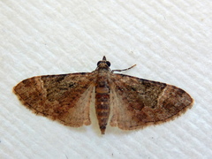 Mnesiloba eupitheciata