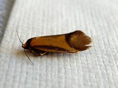 Philobota arabella