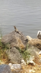 Ctenosaura acanthura