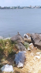 Ctenosaura acanthura