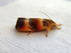 Piloprepes anassa