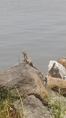 Ctenosaura acanthura