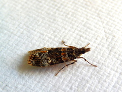 Eudonia protorthra