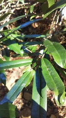 Cinnamosma fragrans image