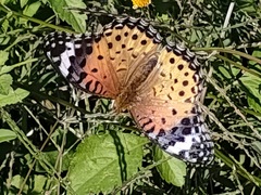 Argynnis hyperbius
