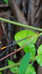 Ceriagrion cerinorubellum