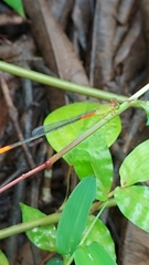 Ceriagrion cerinorubellum