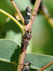 Eurymeloides punctata