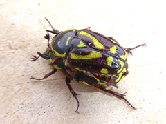 Chlorobapta frontalis