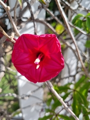 Ipomoea horsfalliae