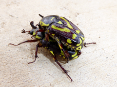 Chlorobapta frontalis