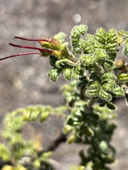 Dodonaea pinnata