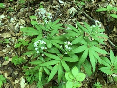 Cardamine heptaphylla