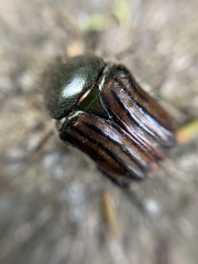Ischnoscelis hoepfneri