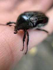 Ischnoscelis hoepfneri
