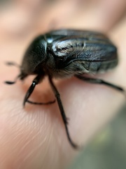 Ischnoscelis hoepfneri