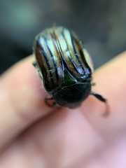 Ischnoscelis hoepfneri