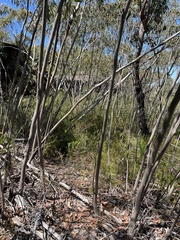 Eucalyptus luehmanniana
