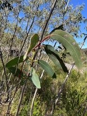 Eucalyptus luehmanniana