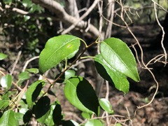 Excoecaria dallachyana