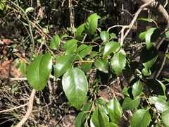 Excoecaria dallachyana