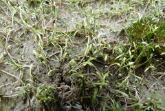 Utricularia dichotoma