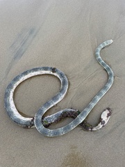Hydrophis elegans