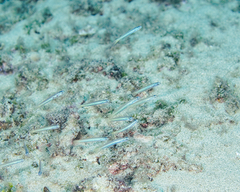 Ptereleotris heteroptera