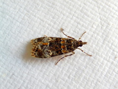 Eudonia protorthra